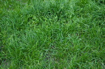 summer background: lush green grass
