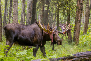Bull Alaska Yukon Moose in Early Autumn in Alaska