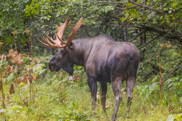 Bull Alaska Yukon Moose in Early Autumn in Alaska