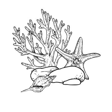 recommend clip art: Vector seabed. Shell, pebbles stones, starfish, coral. Hand painted line seaweed, laminaria. Graphic rock clip art isolated on background. Underwater illustration. For designers, invitations,