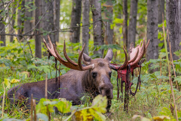 Bull Alaska Yukon Moose in Early Autumn in Alaska