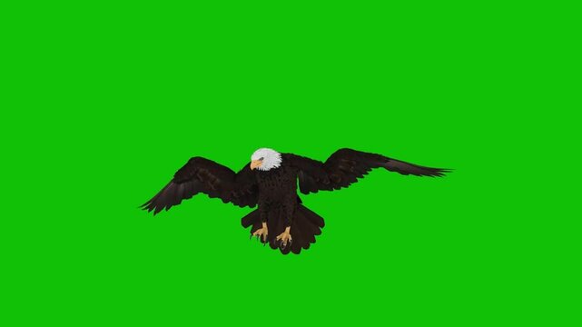 eagle green screen, hawk green screen