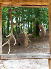 wild animal horn samples. High quality photo