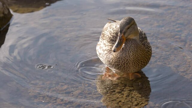 Close-up shot of a Mallard duck