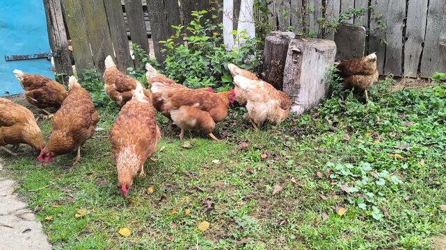 Young Loman Brown chickens in the pen eating food and pecking