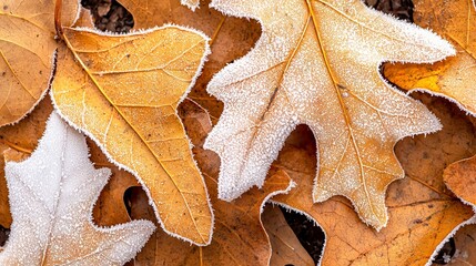 Forest floor in winter, background texture. Top view. Stock photo.