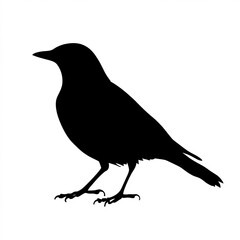 Fototapeta premium Blackbird Silhouette, Illustration Isolated On White Background