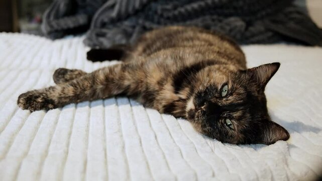 One tortoiseshell resting cat lies on side looking at camera. Tricolor pet lying with stretching paws on a white bed. Concept of happy life. Attentive look. The animal is recovering from anesthesia
