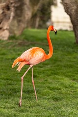 Flamingo bird with orange feathers and long legs, walking freely on green grass.