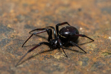 False button spider (Steatoda sp.), also known as a black cobweb spider, brown house spider or...