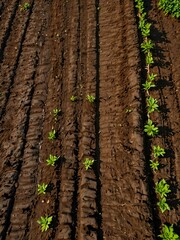 Aerial view of freshly tilled soil with tractor tire tracks and lush green borders.