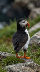 Naklejka premium Atlantic puffin with grass on coastal rocks.