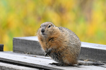 An Arctic Ground Squirrel (Spermophilus parryii) surveys an abandoned mine building high in Alaska's Talkeetna Range.