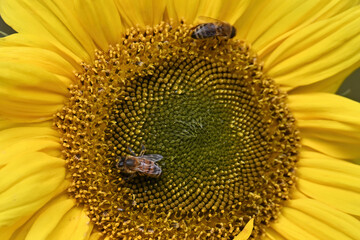 Honey bees on a sunflower blossom.