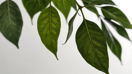 Naklejka premium green leaves on white background