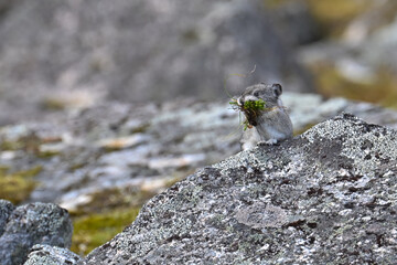 A Collared Pika (Ochotona collaris) pauses with a mouthful of freshly foraged plant material gathered for food during the long, cold winter in Alaska's rugged Talkeetna Range.