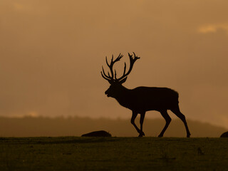 Red deer, Cervus elaphus