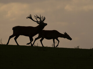 Naklejka premium Red deer, Cervus elaphus