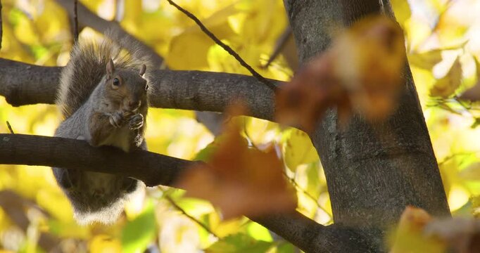 Squirrel Eats Nut High in Tree Against Autumn Leaves
