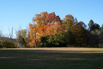 Naklejka premium autumn landscape with trees