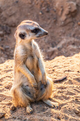 Fototapeta premium Meerkat, Suricata suricatta, on hind legs. Portrait of meerkat standing on hind legs with alert expression. Portrait of a funny meerkat sitting on its hind legs.