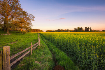 Naklejka premium landscape with a fence and canola field