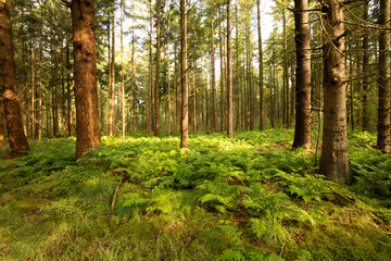 Obraz premium Landscape Drents spruce forest Gasselterveld forestry Gieten-Borger during sunrise with warm light and underplanting of Bracken, Pteridium aquilinum