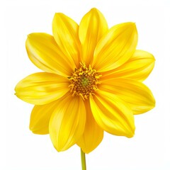 Obraz premium Yellow dahlia flower blooming isolated on white background