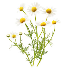 Delicate Chamomile Flower Close-up on White Background for Herbal Remedy Focus