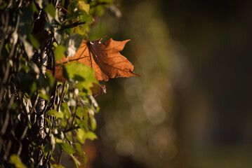 GOLDEN AUTUMN LANDSCAPE  - Colorful maple leaves along a country road