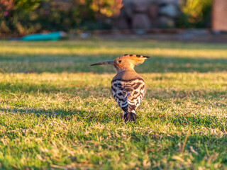 Eurasian hoopoe or Common hoopoe (Upupa epops) bird close-up on natural green grass background