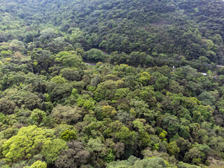 forest in the mountains