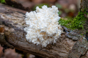Ästiger Stachelbart, eine korallenartig aussehende Pilzart
