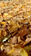 fallen leaves 