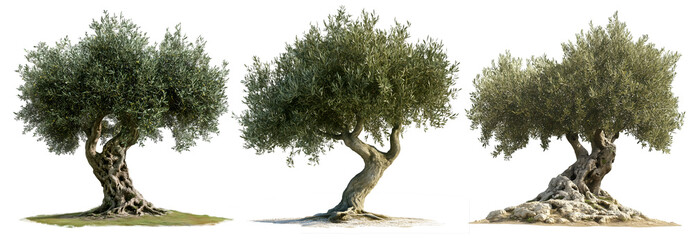 Ancient olive trees with twisted trunks and dense foliage, isolated on transparent background, PNG