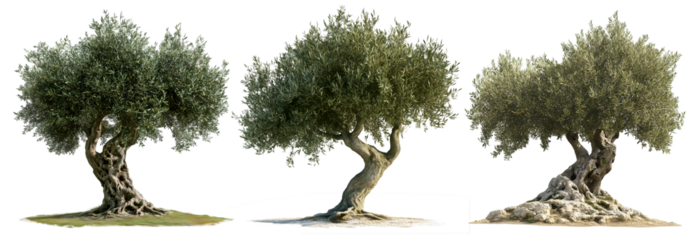 Ancient olive trees with twisted trunks and dense foliage, isolated on transparent background, PNG