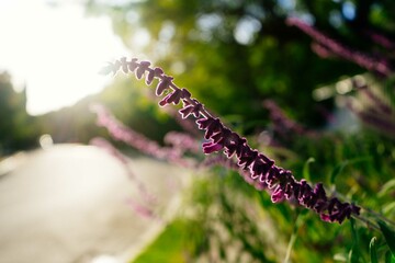 flower under the sunlight