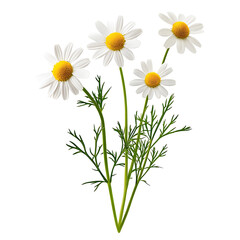 Pure Chamomile Blossoms Isolated Against Crisp White Background