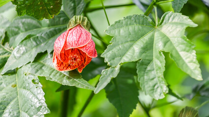 Blooming Flowers in  Hampton Court Palace, London, United Kingdom. 15 September 2024
