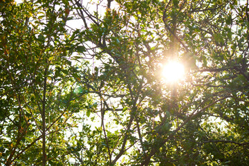 Obraz premium green leaves background and sunlight in the morning