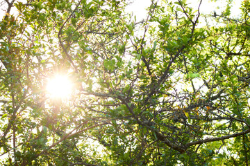 green leaves background and sunlight in the morning