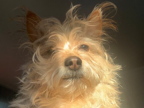 Chihuahua Yorkie in the morning