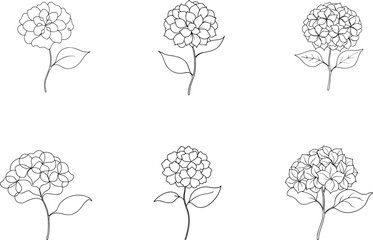 Set of Stunning Line Art of Hydrangea Flowers