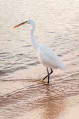 Great egret (Ardea alba), a medium-sized white heron fishing on the sea beach