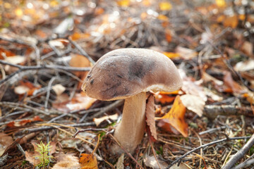 Boletaceae family mushroom, selective focus.