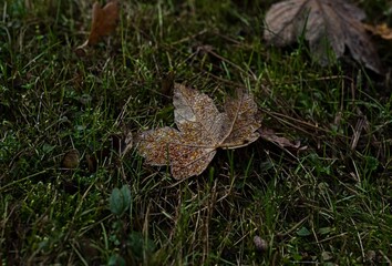 maple leaf with raindrops lying in the grass