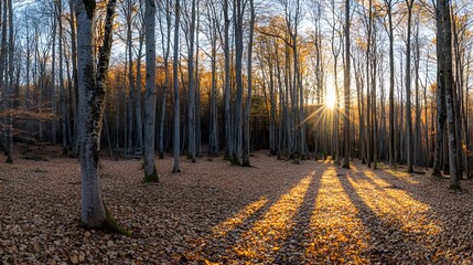 Middle of the Forest, Lush Trees, Dry Leaves on the Ground and Sunset, Abstract Image, Texture, Pattern Background, Wallpaper, Cover and Screen of Smartphone, PC, Laptop, 9:16 and 16:9 Format