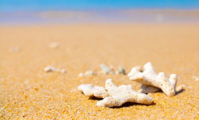 Corals on the sand on the seashore. Seascape background, sandy shore with corals and shells.