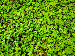 Ivy leaves as nature background.