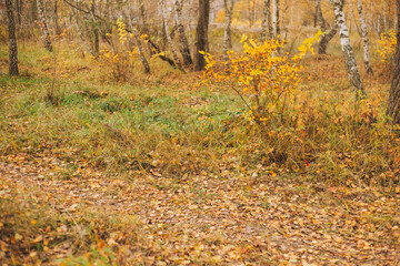 Beautiful autumn yellow leaves on dry withered grass. Autumn foliage